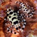 shrimp_coleman_bhr_tam_v_0377_bal6239.jpg